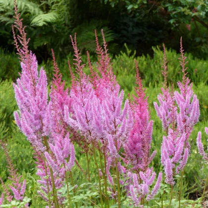 Kitajska rožnata astilba – Astilbe chinensis var. pumila – semena astilbe – 10 kosov