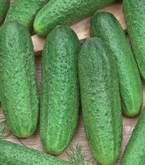 Kumara Profi F1 – Cucumis sativus – semena kumare – 6 kosov