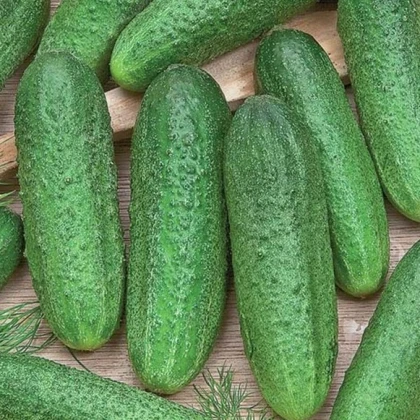 Kumara Profi F1 – Cucumis sativus – semena kumare – 6 kosov