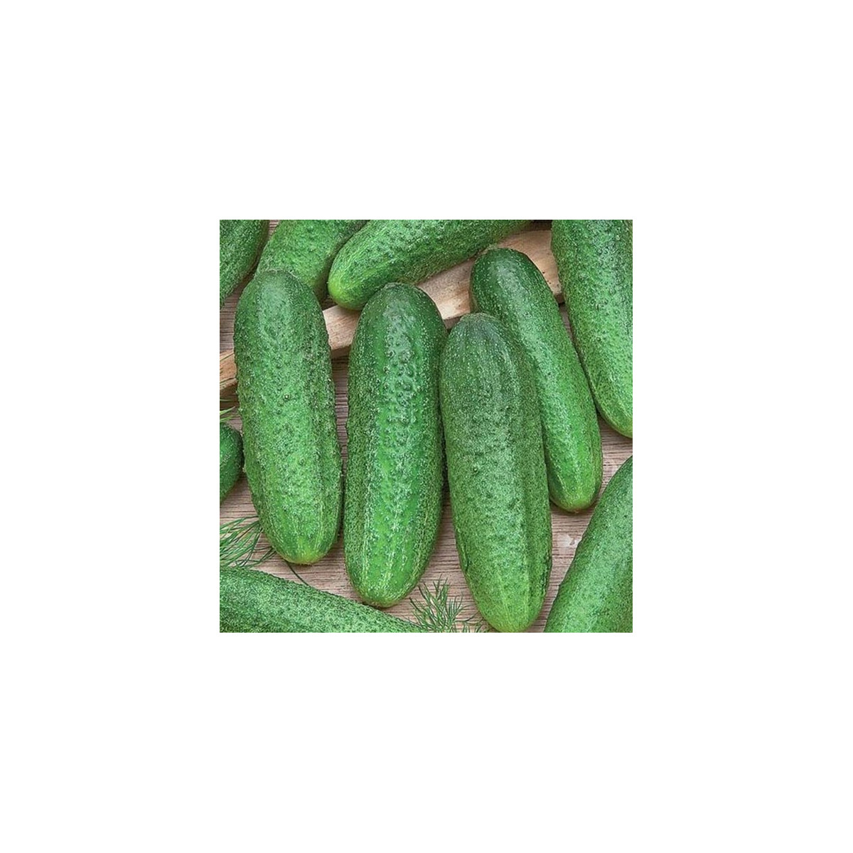Kumara Profi F1 – Cucumis sativus – semena kumare – 6 kosov