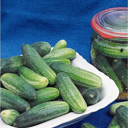 Okurka Tellus F1 - Cucumis sativus - semena okurky - 4 ks