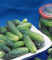 Kumara Tellus F1 - Cucumis sativus - semena kumare - 4 kos