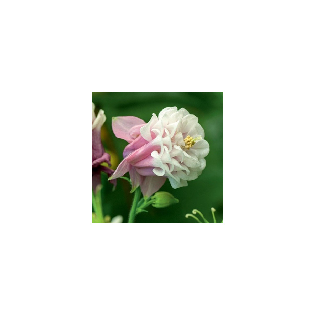 Orlíček Pink Pettitcoat - Aquilegia - prostokořenné sazenice orlíčku - 1 ks