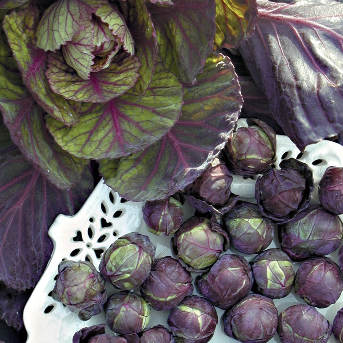 BIO Kapusta růžičková Rubine - Brassica oleracea var. gemmifera - semena kapusty - 40 ks