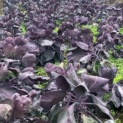 BIO Kapusta růžičková Rubine - Brassica oleracea var. gemmifera - semena kapusty - 40 ks