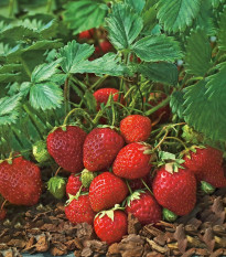 Jahodník Polka - Fragaria ananassa - prostokořenné sazenice jahodníku - 3 ks