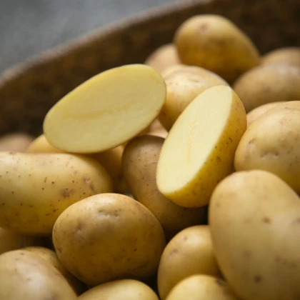 Sadbové brambory Belana - Solanum tuberosum - Kiepenkerl - 10 ks