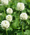 Zeleno gnojenje – Bela detelja – semena – 60 g