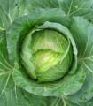 Glavna zelja »Předzvěst« – Brassica oleracea var. Sabauda – semena zelja – 100 kosov