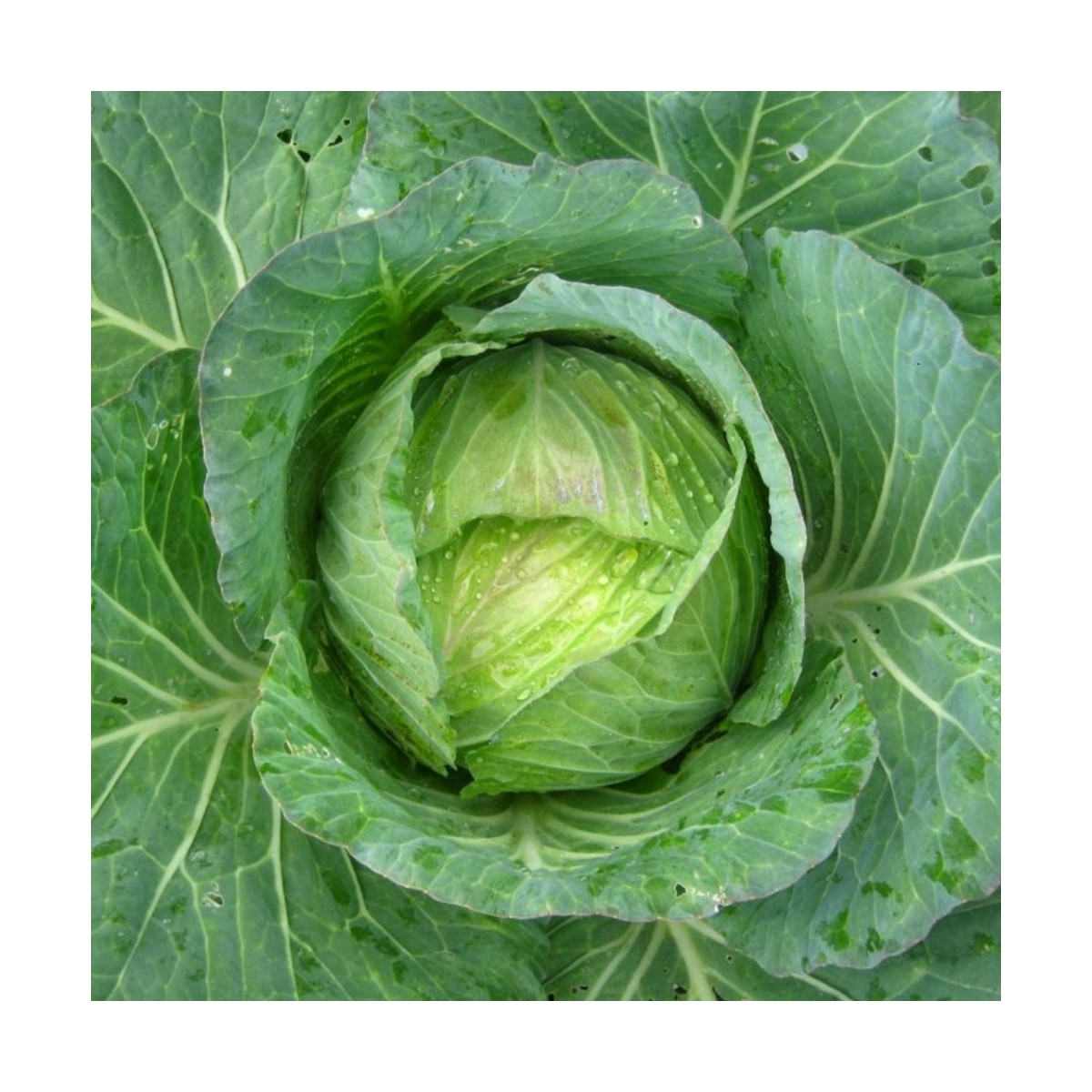Kapusta hlávková Předzvěst - Brassica oleracea var. Sabauda - semena kapusty - 100 ks