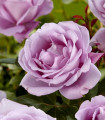 Vijolična plezajoča velikočvetna vrtnica – Rosa – sadike vrtnic z golimi koreninami – 1 kos