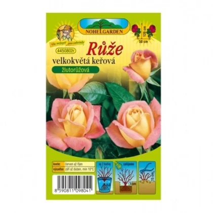 Růže velkokvětá keřová žlutorůžová - Rosa - prostokořenné sazenice růže - 1 ks