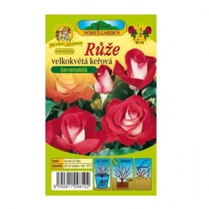 Růže velkokvětá keřová červenobílá - Rosa - prostokořenné sazenice růže - 1 ks