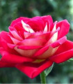Velikočvetna grmovna vrtnica, rdeče-bela - Rosa - sadike vrtnic z golimi koreninami - 1 kos
