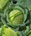 Glavna kapusta Blistra F1 – Brassica oleracea – semena kapuste – 35 kosov