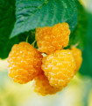 Rumena malina – Rubus idaeus – sadike maline z golimi koreninami – 1 kos