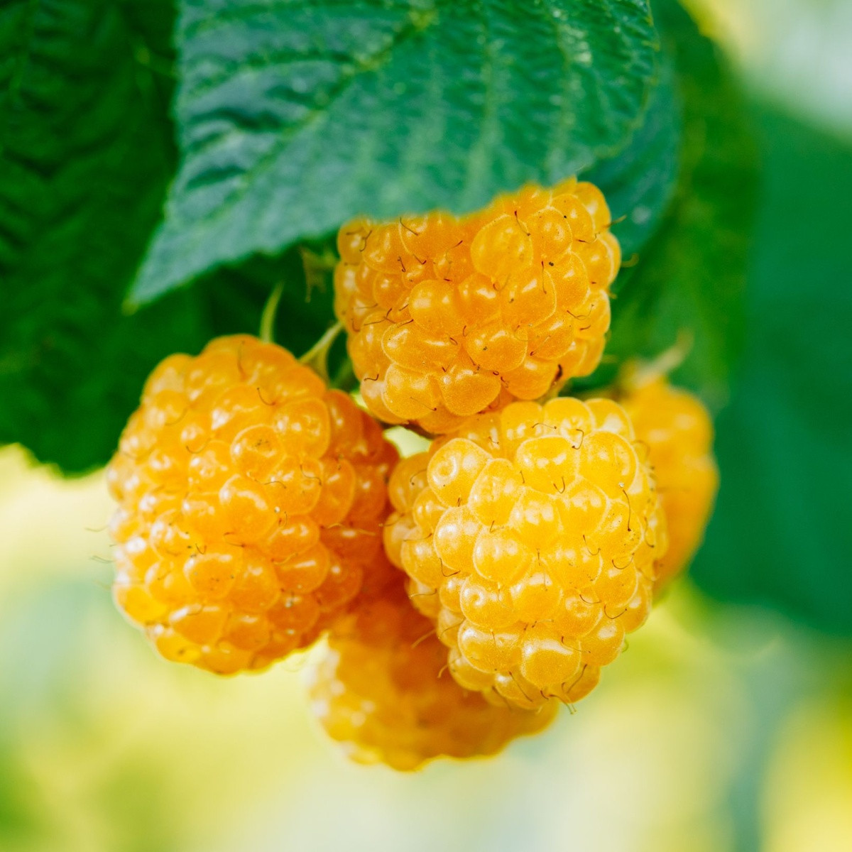 Maliník žlutý - Rubus idaeus - prostokořenná sazenice maliníku - 1 ks
