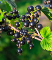 Črni ribez – Ribes sylvestre – sadike ribeza z golimi koreninami – 1 kos