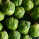 BIO Kapusta růžičková Nautic F1 - Brassica oleracea - semena kapusty - 20 ks