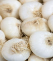 Kuhinjska čebula Ranila – Allium cepa – semena čebule – 100 kosov