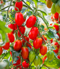 Rajče Roma - Solanum lycopersicum - semena rajčete - 35 ks