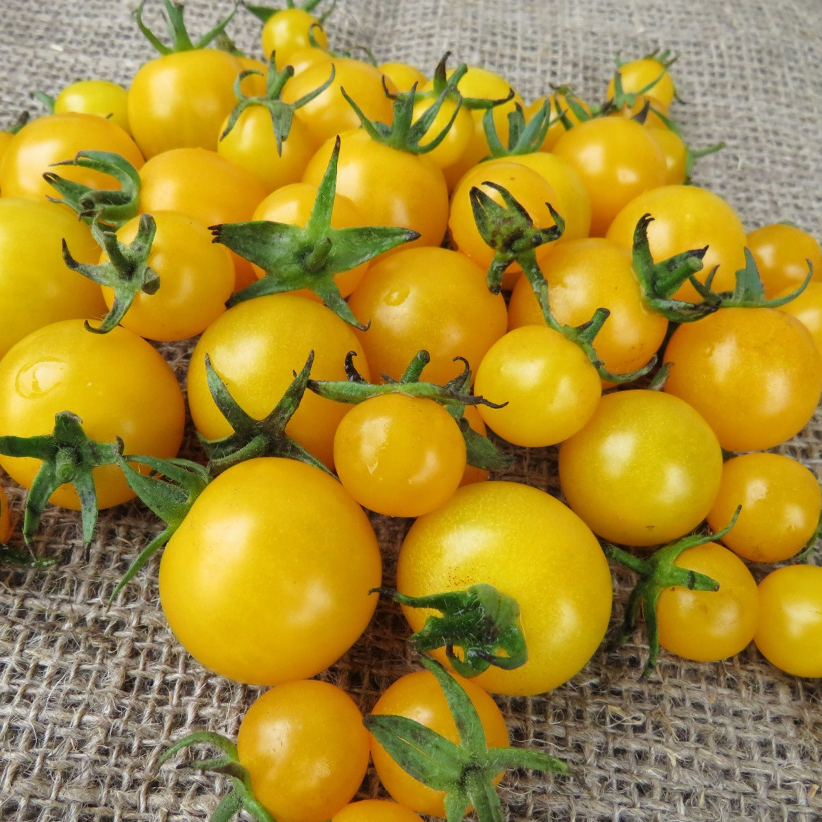 Paradižnik Goldkrone - Solanum lycopersicum - semena paradižnika - 20 kos
