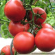 Paradižnik Harzfeuer - Solanum lycopersicum - semena paradižnika - 6 kosov
