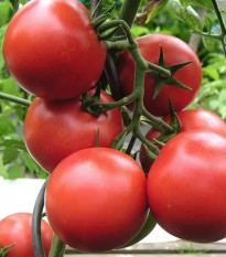 Paradižnik Harzfeuer - Solanum lycopersicum - semena paradižnika - 6 kosov