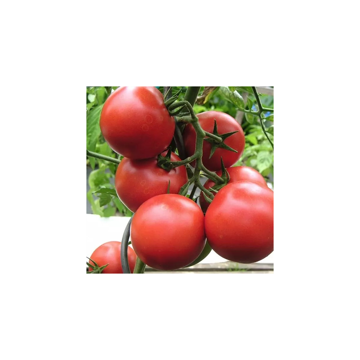 Paradižnik Harzfeuer - Solanum lycopersicum - semena paradižnika - 6 kosov
