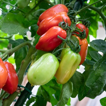 Rajče San Marzano Gigante F1 - Solanum lycopersicum - semena rajčete - 8 ks