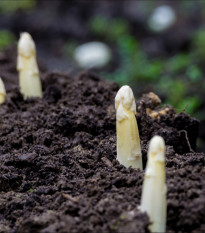 Zdravilni špargl Argenteuil za beljenje – Asparagus officinalis – semena špargla – 30 kosov