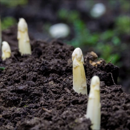 Zdravilni špargl Argenteuil za beljenje – Asparagus officinalis – semena špargla – 30 kosov