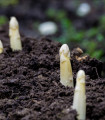 Zdravilni špargl Argenteuil za beljenje – Asparagus officinalis – semena špargla – 30 kosov