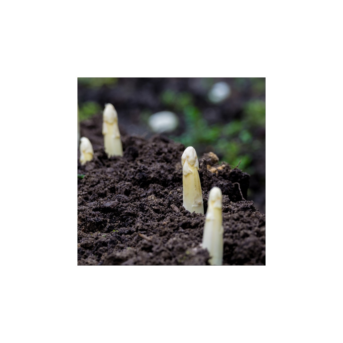 Zdravilni špargl Argenteuil za beljenje – Asparagus officinalis – semena špargla – 30 kosov