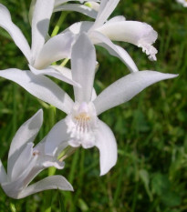 Bela pokončna orhideja – Bletilla striata alba – gomolji orhideje – 1 kos
