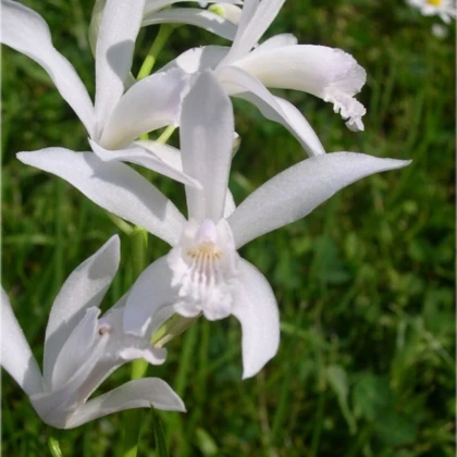 Bela pokončna orhideja – Bletilla striata alba – gomolji orhideje – 1 kos