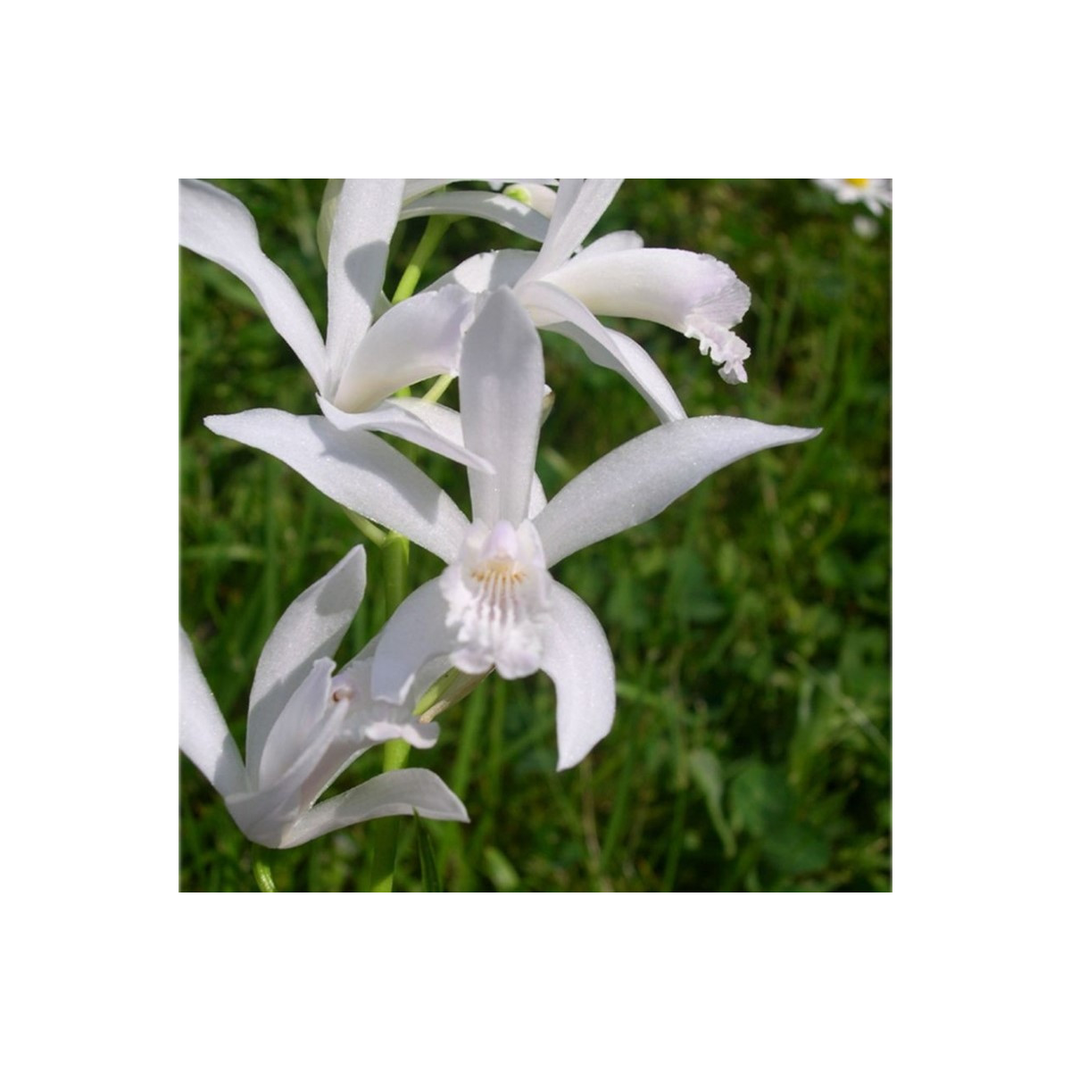 Bela pokončna orhideja – Bletilla striata alba – gomolji orhideje – 1 kos