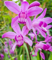 Pokončna rožnata orhideja – Bletilla striata pink – gomolji orhideje – 1 kos
