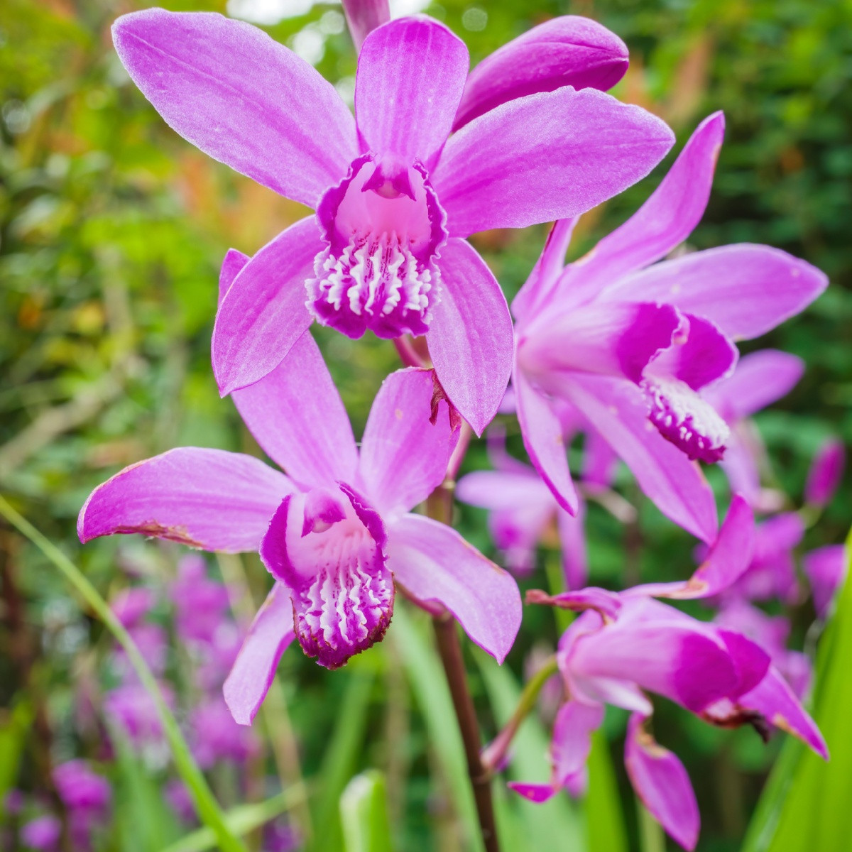 Pokončna rožnata orhideja – Bletilla striata pink – gomolji orhideje – 1 kos