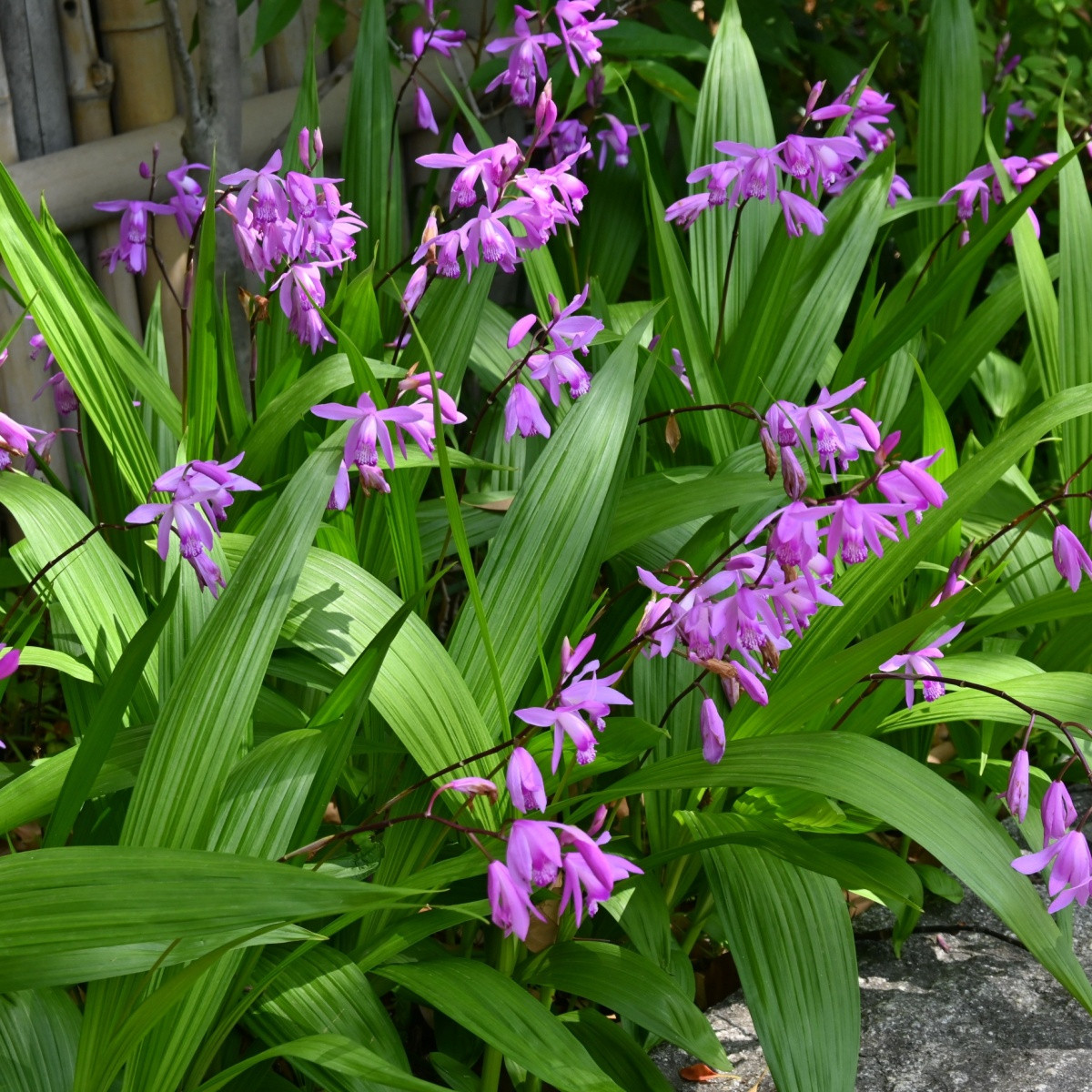 Pokončna rožnata orhideja – Bletilla striata pink – gomolji orhideje – 1 kos