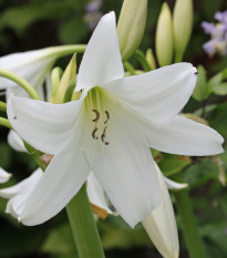 Beli krin Powellii – Crinum Powellii album – čebulica krina – 1 kos