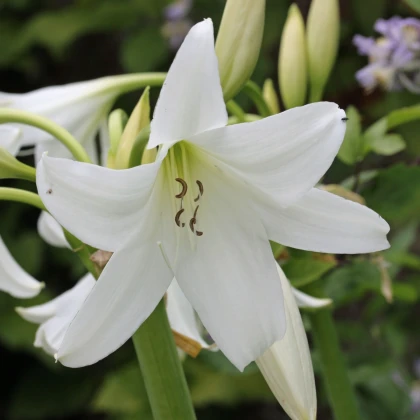 Beli krin Powellii – Crinum Powellii album – čebulica krina – 1 kos