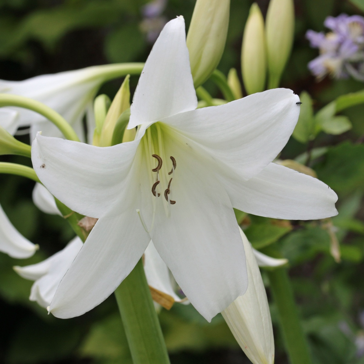 Beli krin Powellii – Crinum Powellii album – čebulica krina – 1 kos