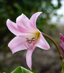 Rožnata krinova lilija – Crinum Powellii rosea – čebulica krinove lilije – 1 kos