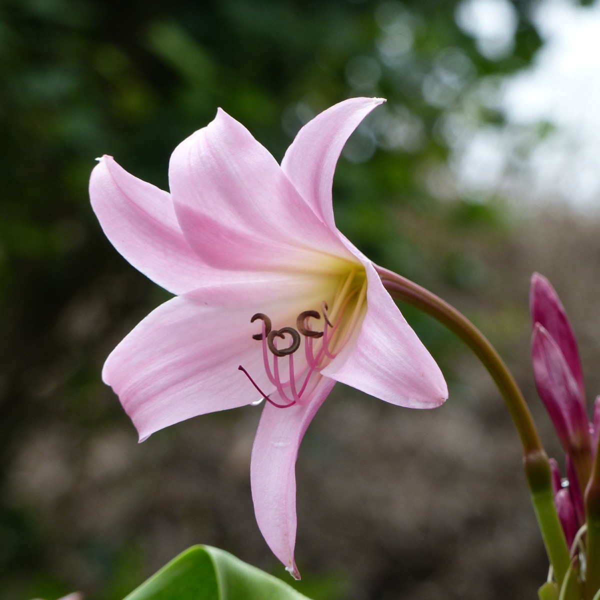 Rožnata krinova lilija – Crinum Powellii rosea – čebulica krinove lilije – 1 kos