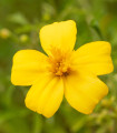 BIO Tagetes tenuifolia Lemon Gem – ekološka semena tagetesa – 0,02 g