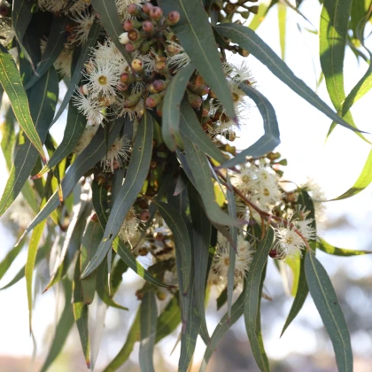 Eukalyptus Lemon Bush - Blahovičník - Eucalyptus gunnii - semena eukalyptu - 10 ks