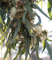 Eukaliptus Lemon Bush - Blagodičnik - Eucalyptus gunnii - semena eukaliptusa - 10 kosov