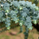 Eukalyptus Baby Blue - Blahovičník - Eukalyptus pulverulenta - semena eukalyptu - 8 ks