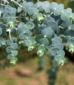 Eukaliptus Baby Blue – Eukaliptus – Eukalyptus pulverulenta – semena eukaliptusa – 8 kosov